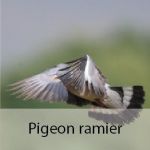 pigeon ramier 2